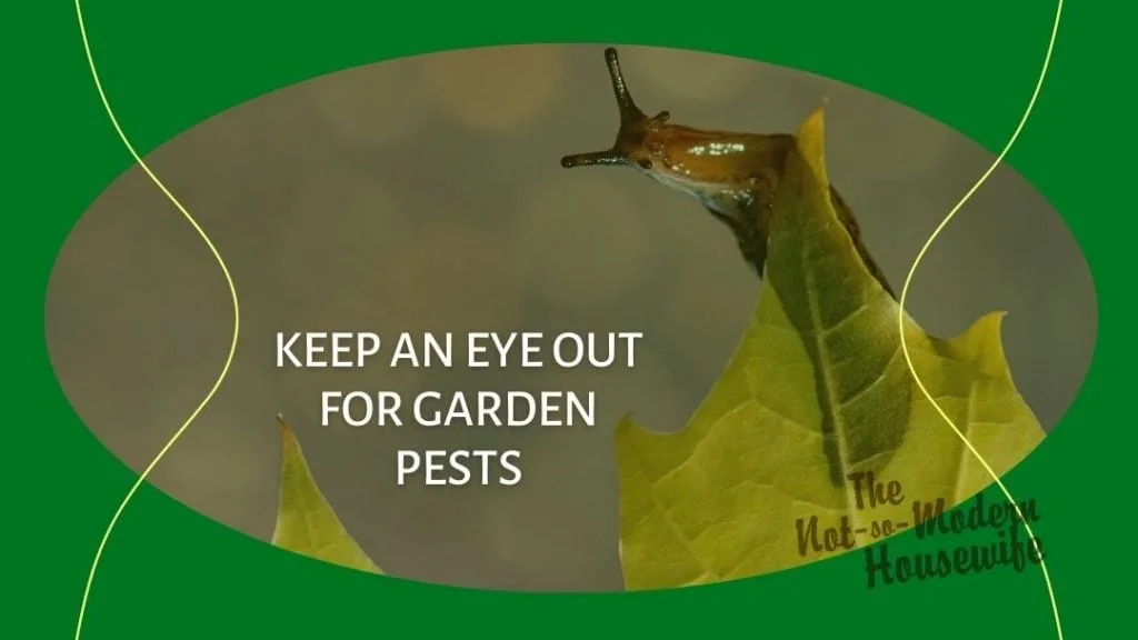 10 Tips for Growing an Amazing Homestead Garden | The Not So Modern Housewife slug on a leaf - keep an eye out for garden pests