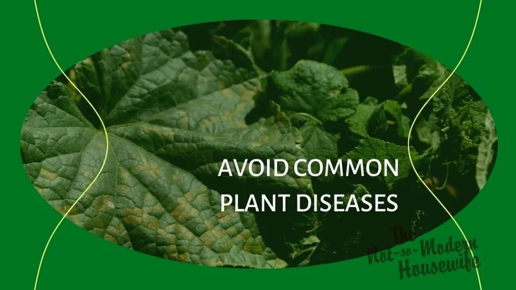 discolored squash leaves - avoid common plant diseases