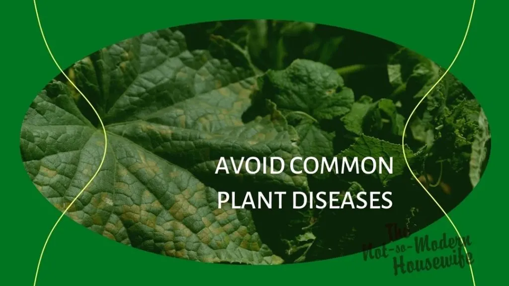 10 Tips for Growing an Amazing Homestead Garden | The Not So Modern Housewife discolored squash leaves - avoid common plant diseases