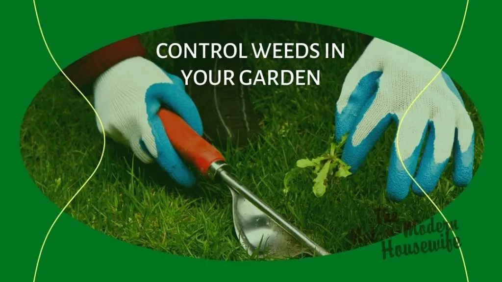 removing weeds - control weeds in your garden
