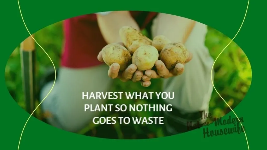 10 Tips for Growing an Amazing Homestead Garden | The Not So Modern Housewife fresh potatoes from the garden - harvest what you plant so nothing goes to waste