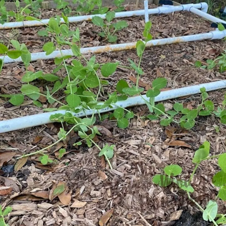 homestead garden bed using mulch and irrigation