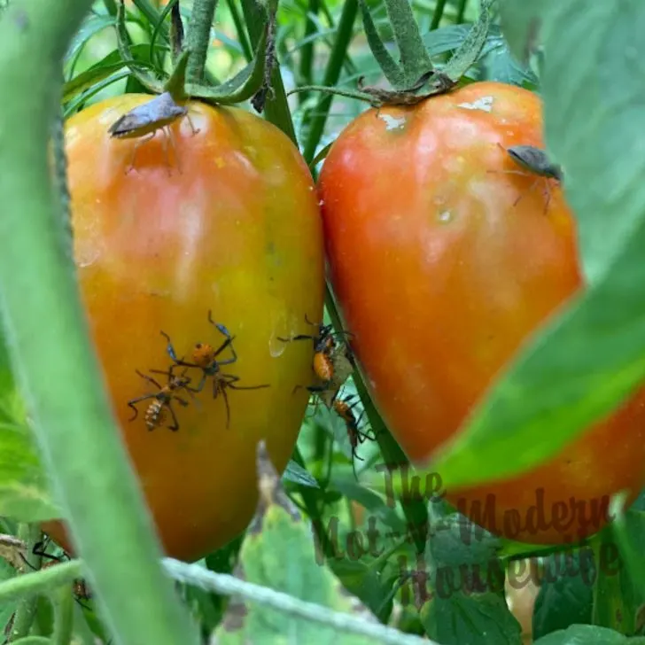 stink bugs and leaf footed nymph bugs on roma tomatoes - common pests in a homestead garden