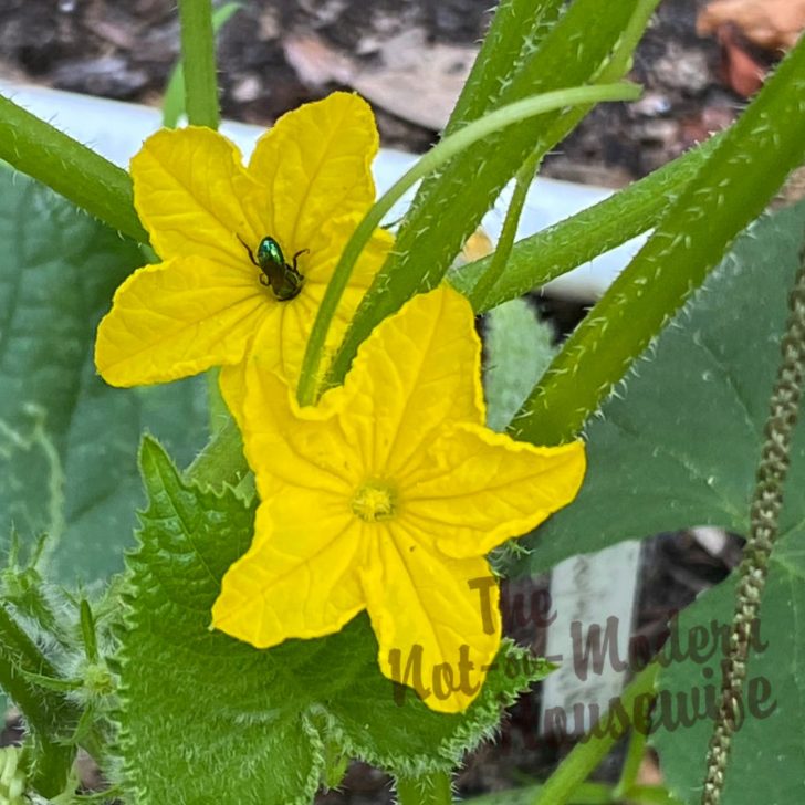 small beneficial insect pollinating squash blooms in a homestead garden