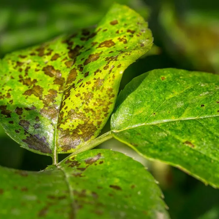 10 Tips for Growing an Amazing Homestead Garden | The Not so Modern Housewife diseased plant leaves with brown spots - avoid common plant diseases in the homestead garden