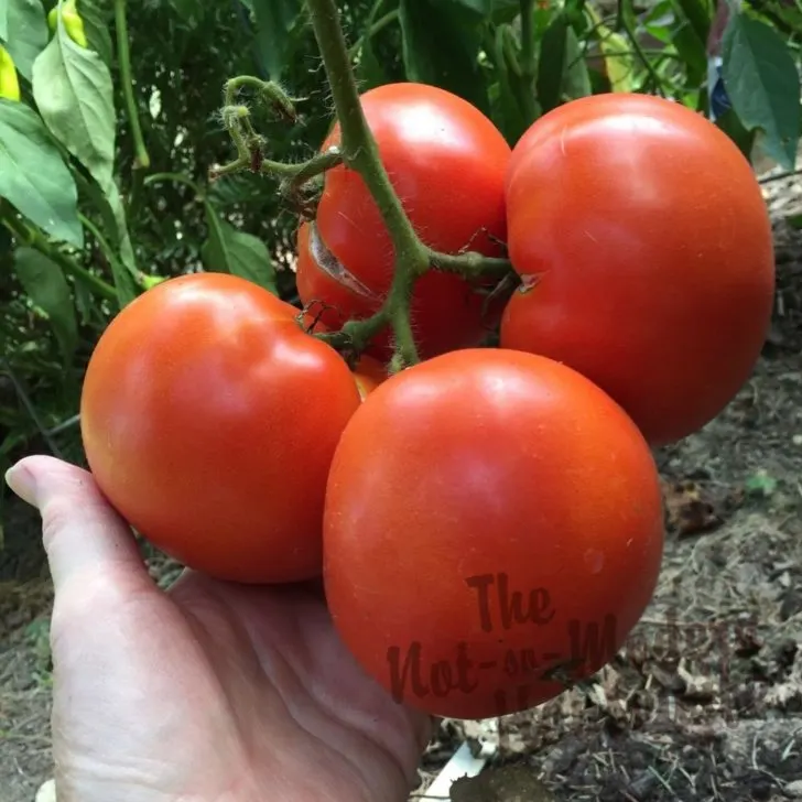 ripe tomatoes in a homestead garden - harvest what you grow