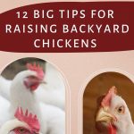 raising backyard chickens | The Not So Modern Housewife