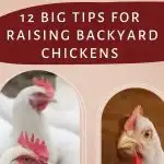 raising backyard chickens | The Not So Modern Housewife