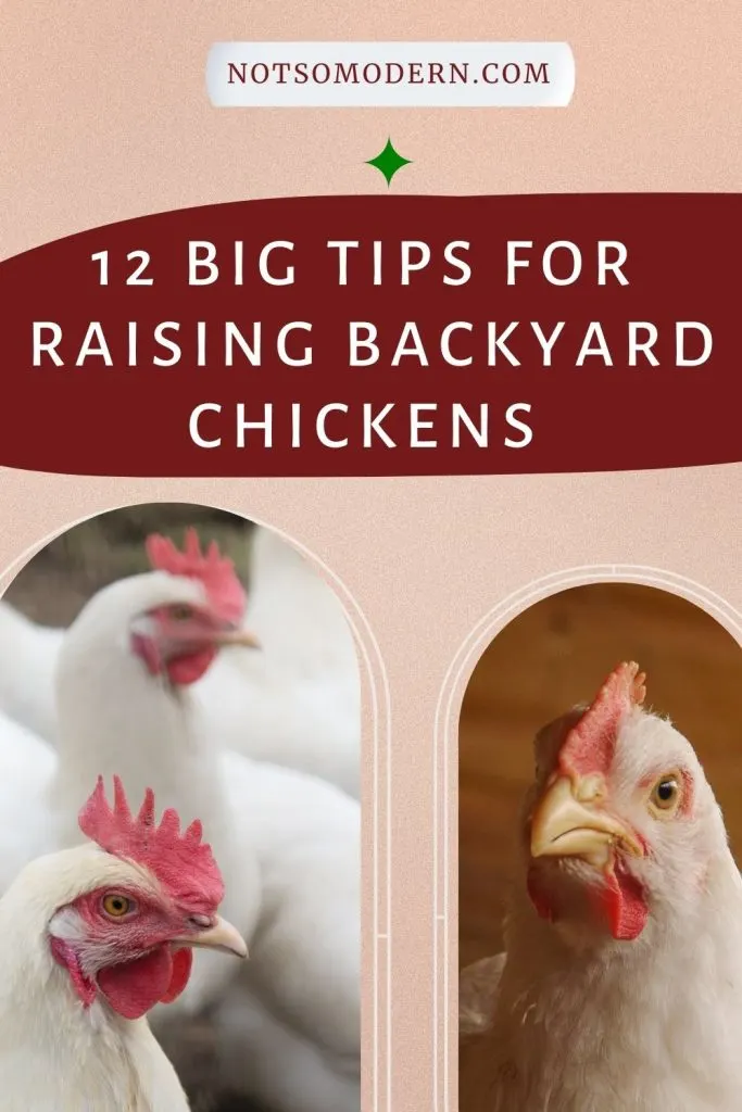 raising backyard chickens | The Not so Modern Housewife