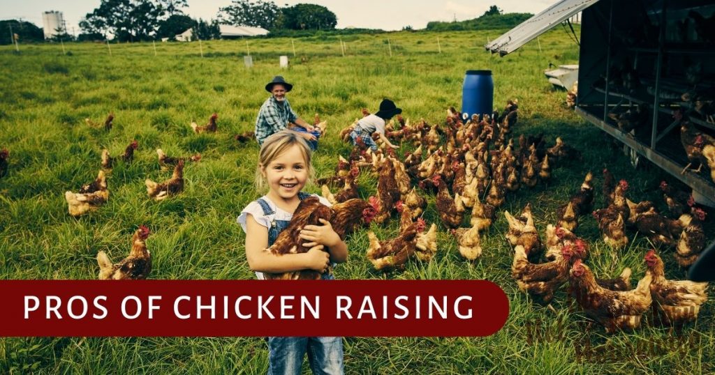 Pros of chicken raising - tips for raising backyard chickens