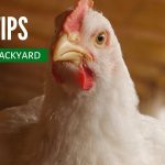 12 Big Tips for Raising Backyard Chickens