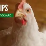 12 Big Tips for Raising Backyard Chickens