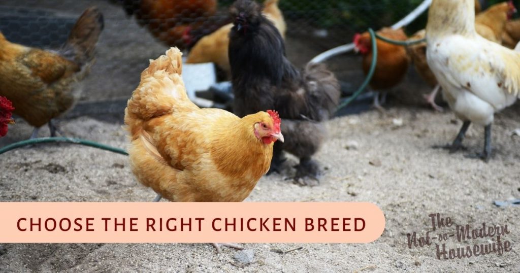12 Big Tips for Raising Backyard Chickens | The Not So Modern Housewife choose the right chicken breed - tips for raising backyard chickens