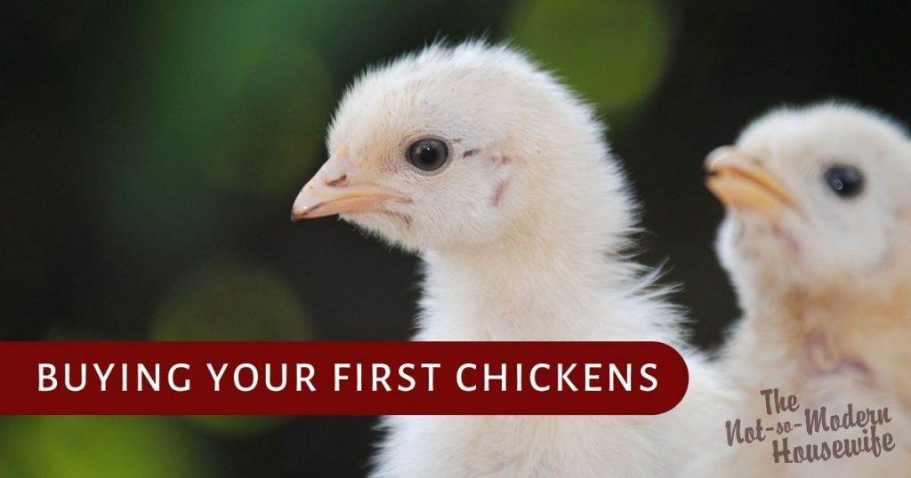 buying your first chickens - tips for raising backyard chickens