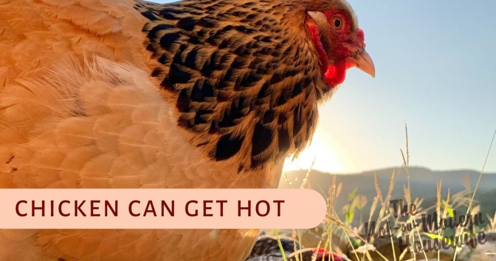 chickens can get hot - tips for backyard chickens