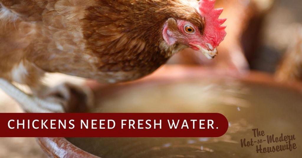 12 Big Tips for Raising Backyard Chickens | The Not So Modern Housewife chickens need fresh water - tips for raising backyard chickens