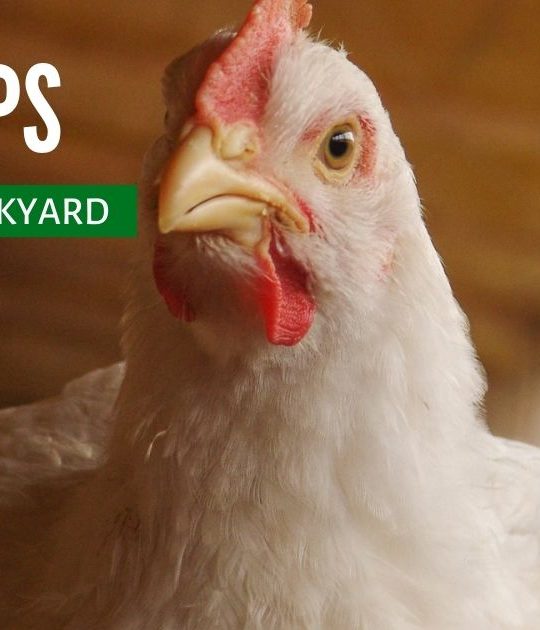 12 Big Tips for Raising Backyard Chickens - The Not So Modern Housewife