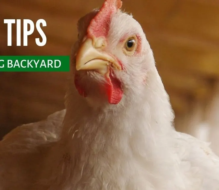 12 Big Tips for Raising Backyard Chickens - The Not So Modern Housewife