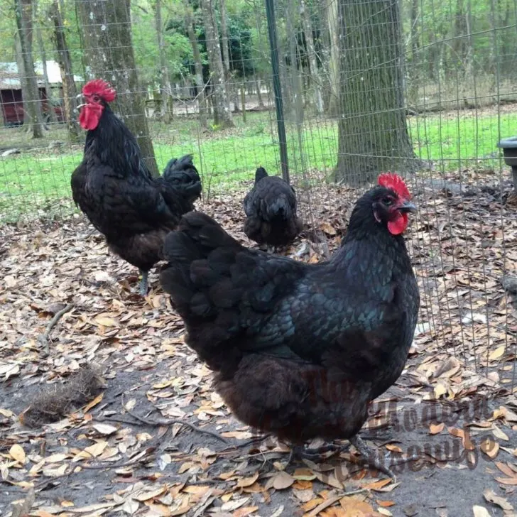 12 Big Tips for Raising Backyard Chickens | The Not So Modern Housewife black Australorp chickens - choose the right chicken breed