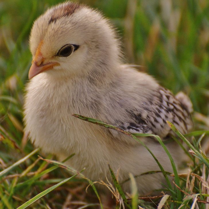 yellow and brown baby chick - buying your first chickens