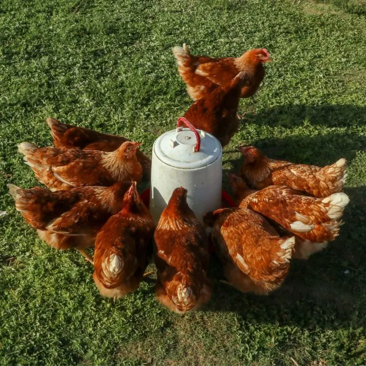 red chickens drinking water - chickens need access to fresh water - raising backyard chickens