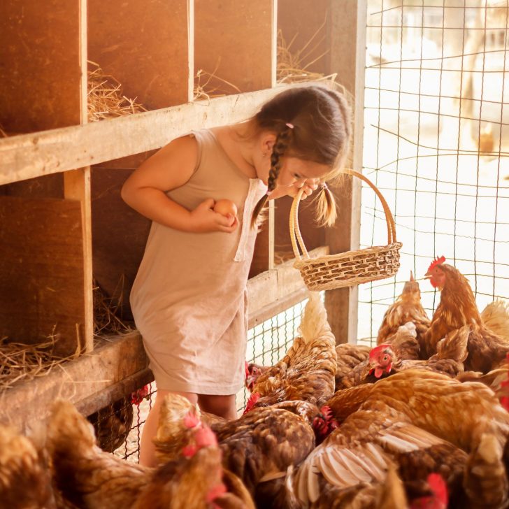 girl collecting eggs with basket in chicken coop - benefits of raising backyard chickens
