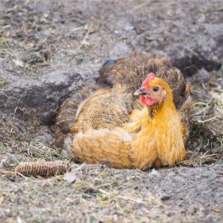 yellow and black hen taking a dust bath - chickens like to roll in the dirt - raising backyard chickens