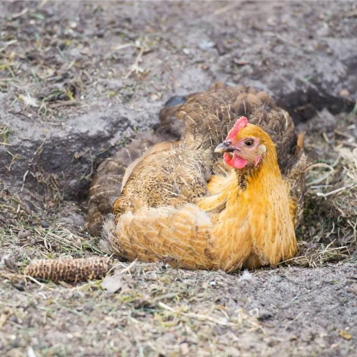 yellow and black hen taking a dust bath - chickens like to roll in the dirt