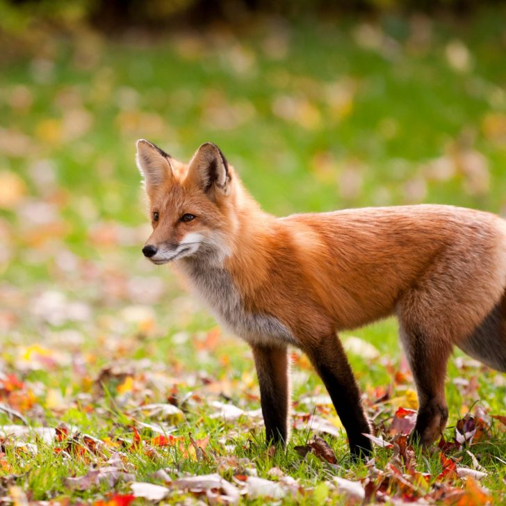 red fox - chickens need protection from predators
