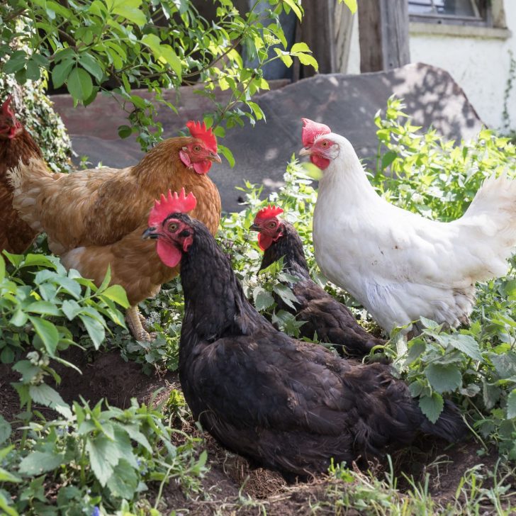 black, white, and brown hens in a garden - raising backyard chickens
