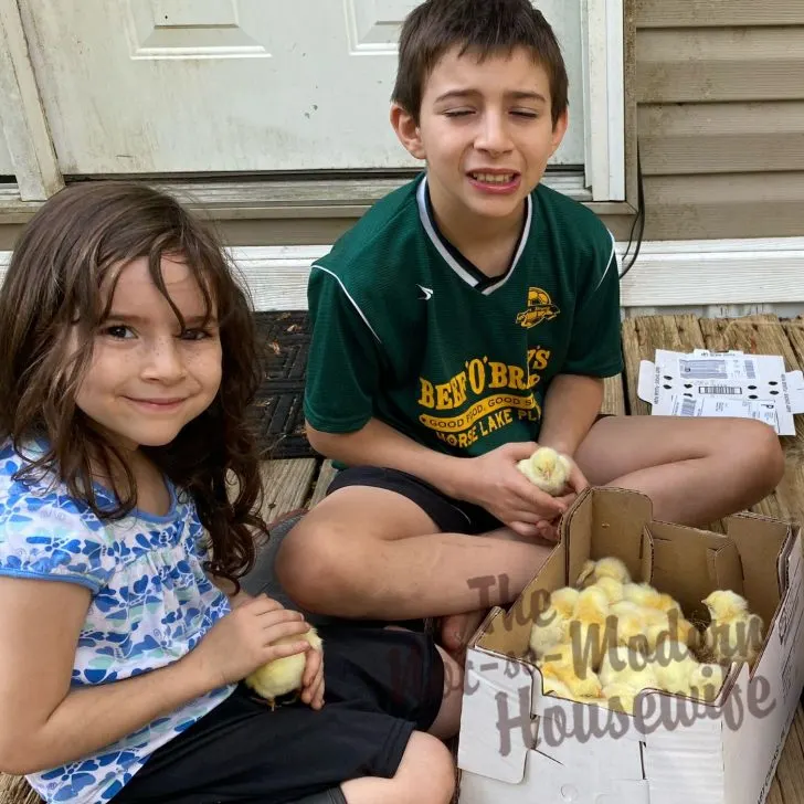 boy and girl with baby chicks in shipping container - what to do when your chickens arrive