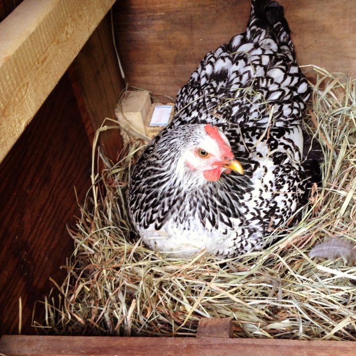 black and white hen in a nest box - chickens need a place to lay eggs