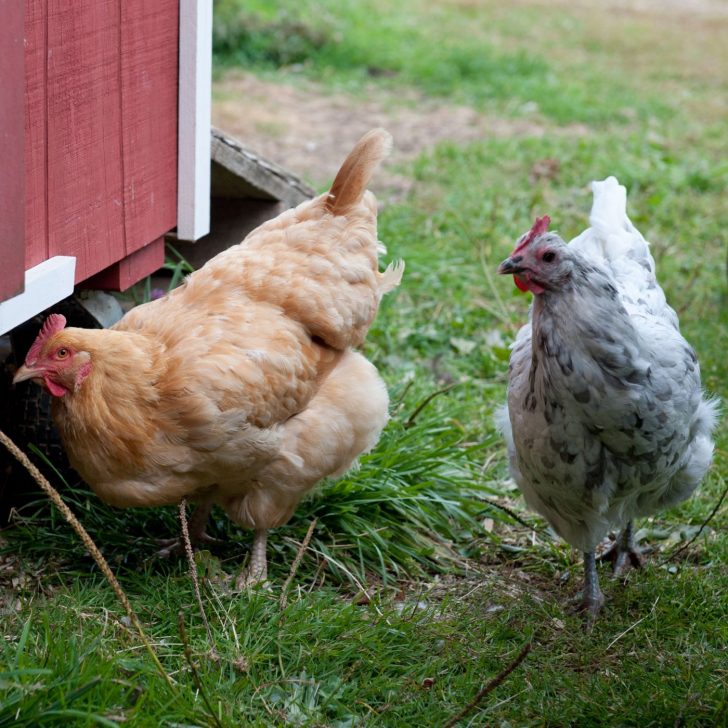 gray and brown hens outside by red chicken coop - choosing the right chickens for your climate - raising backyard chickens