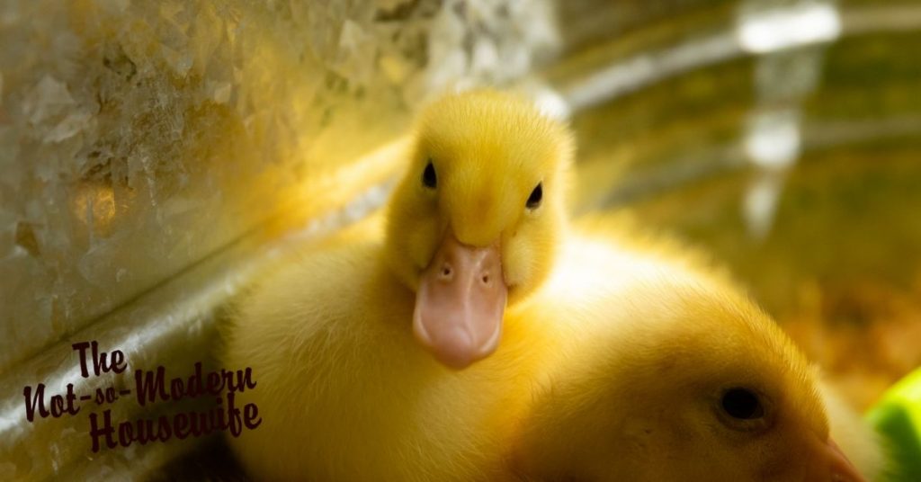 Yellow duckling in a brooder | raising ducks for beginners | The Not so Modern Housewife