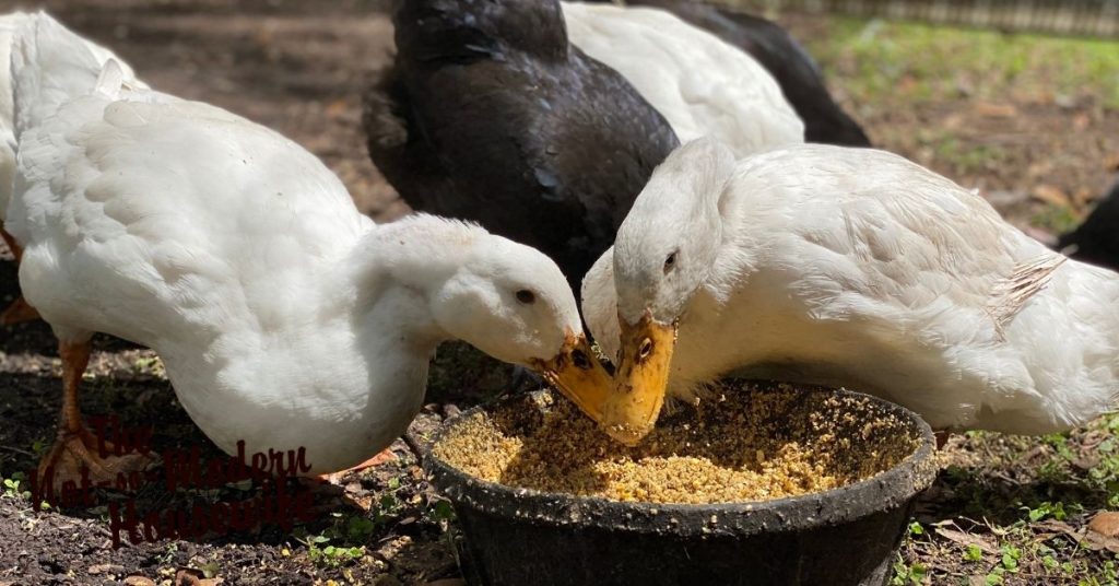 Adult white Pekin ducks with a pan of wet layer feed | raising ducks for beginners | The Not so Modern Housewife