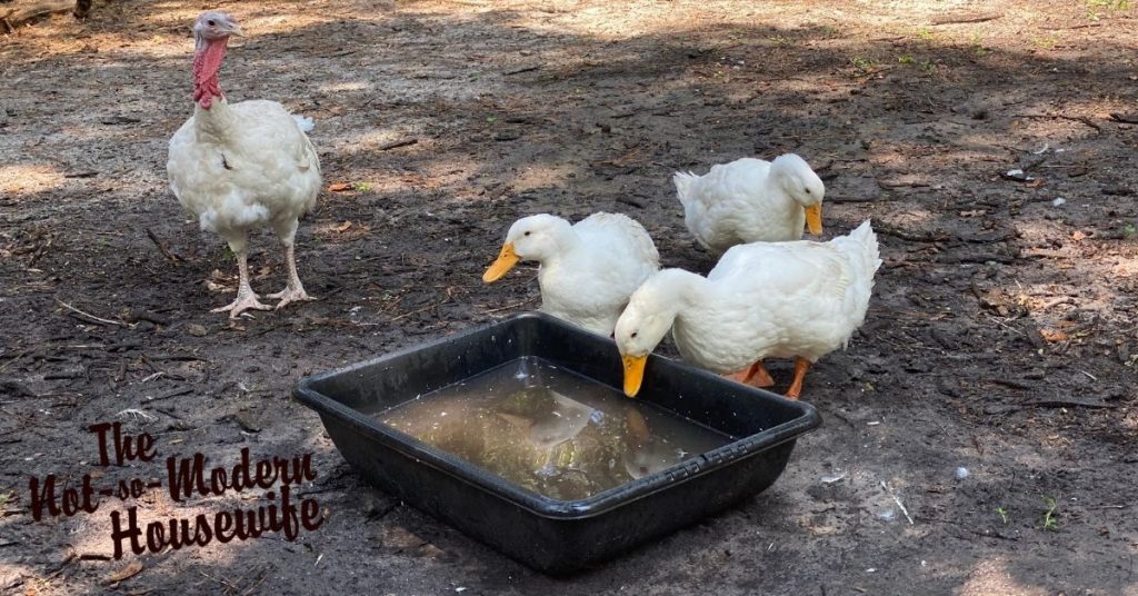 Adult white Pekin ducks with a tub of water | raising ducks for beginners | The Not so Modern Housewife