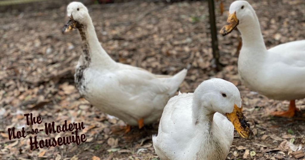 Messy white Pekin ducks | raising ducks for beginners | The Not so Modern Housewife