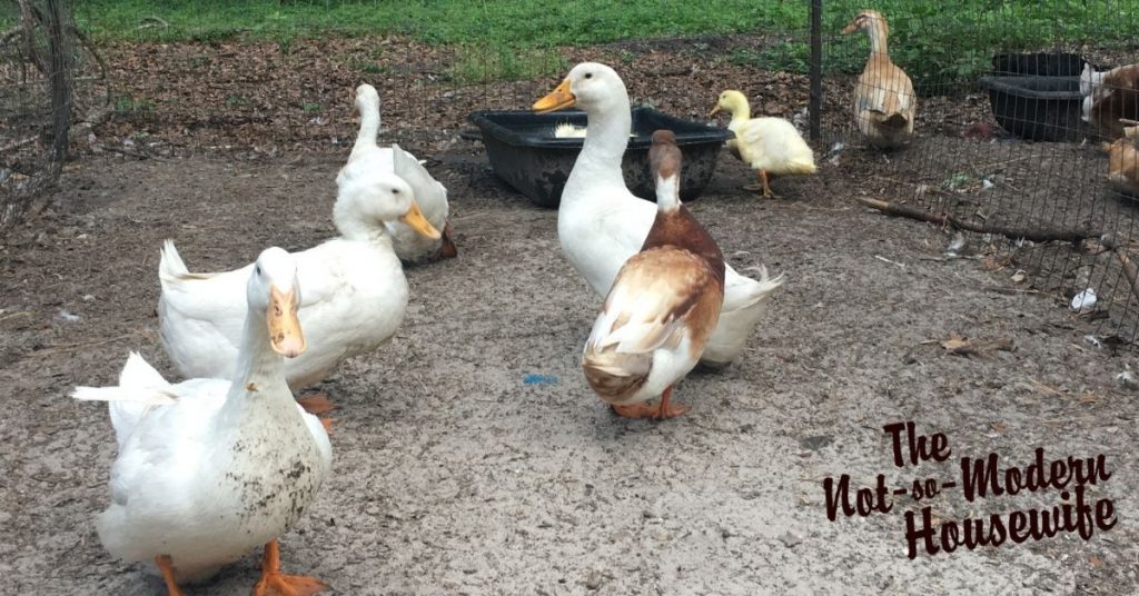 Mix of adult brown and white ducks in a pen | Raising Ducks for Beginners | The Not so Modern Housewife