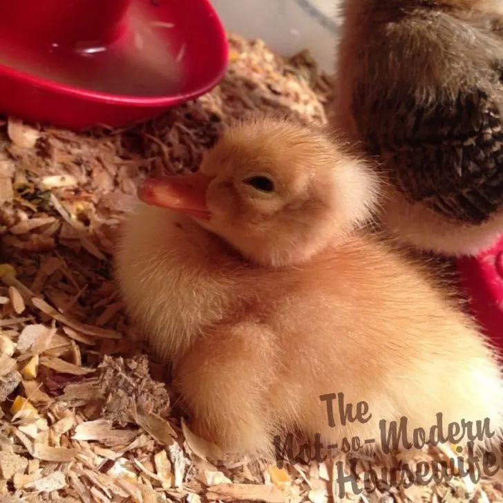 Pekin duckling in a brooder - beginner's guide to raising ducks