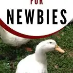 raising ducks for beginners | The Not So Modern Housewife