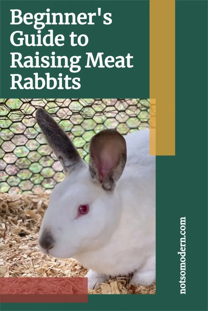 Growing rabbits for meat shop