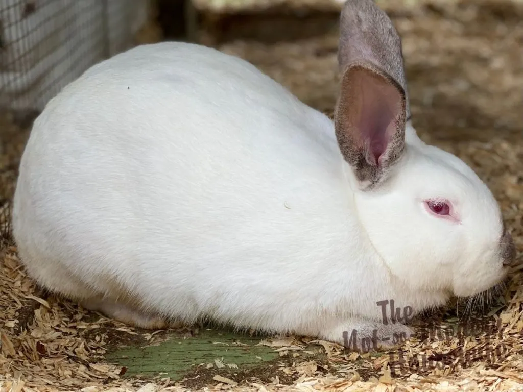 White Californian meat rabbit - raising meat rabbits