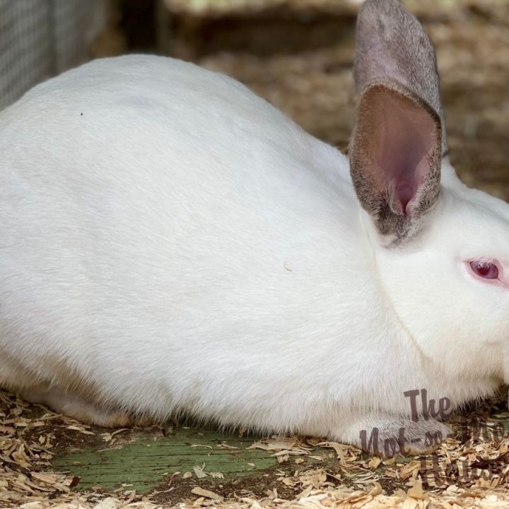 White Californian meat rabbit - raising meat rabbits