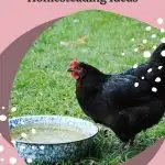 10 Important Homesteading Ideas - Start Your Self Sufficient Life