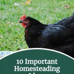 10 Important Homesteading Ideas - Start Your Self Sufficient Life