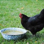 10 Important Homesteading Ideas to Start Your Self-Sufficient Life