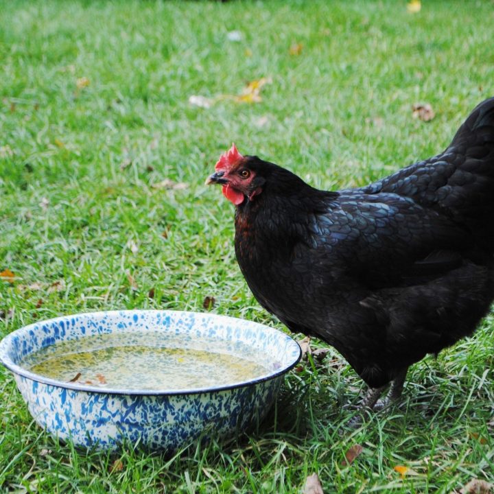 free range black hen drinking water - homesteading ideas