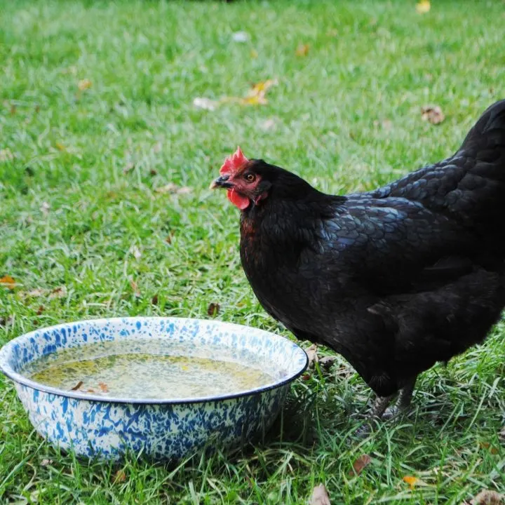 free range black hen drinking water - homesteading ideas