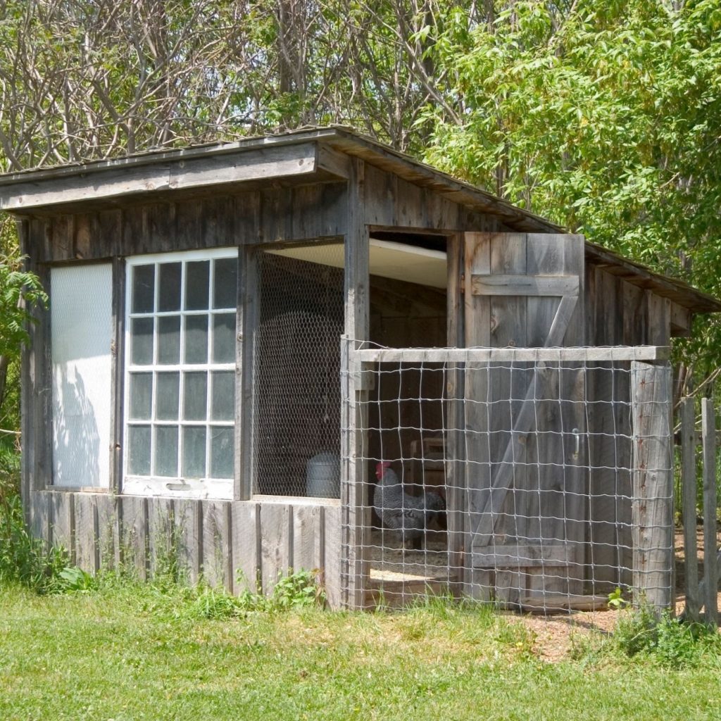backyard chicken coop - homesteading ideas