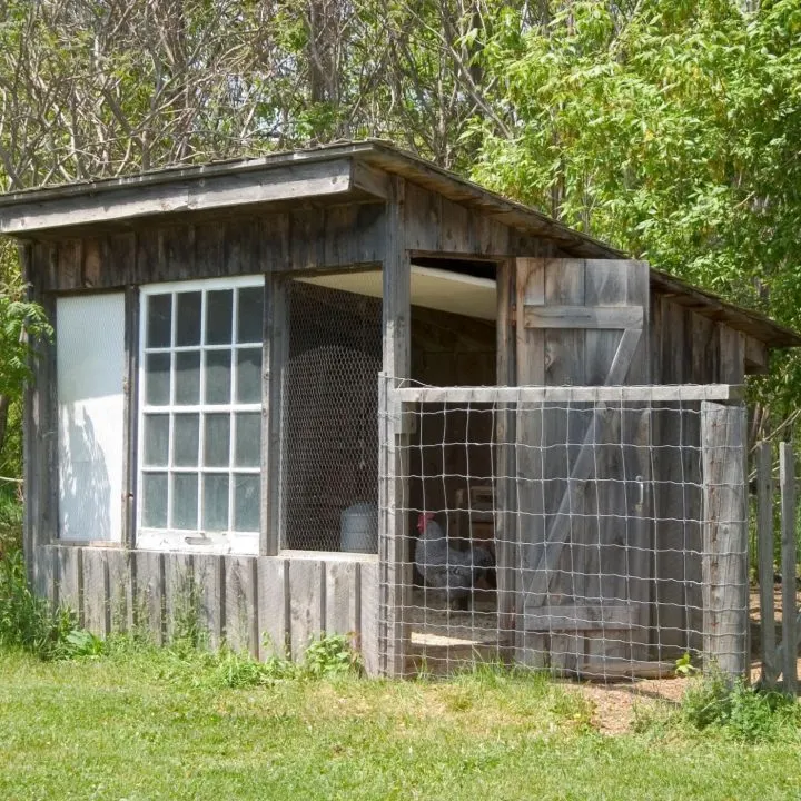 backyard chicken coop - homesteading ideas